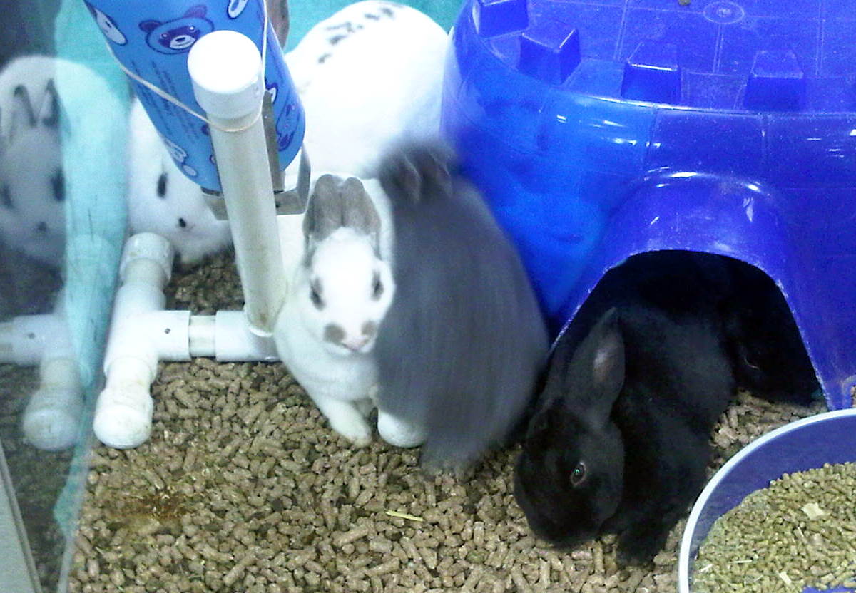 Rabbit Ramblings Pet store bunnies make me very sad