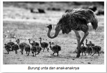 Fakta Fakta Menarik Seputar Burung Unta Harian Sejarah