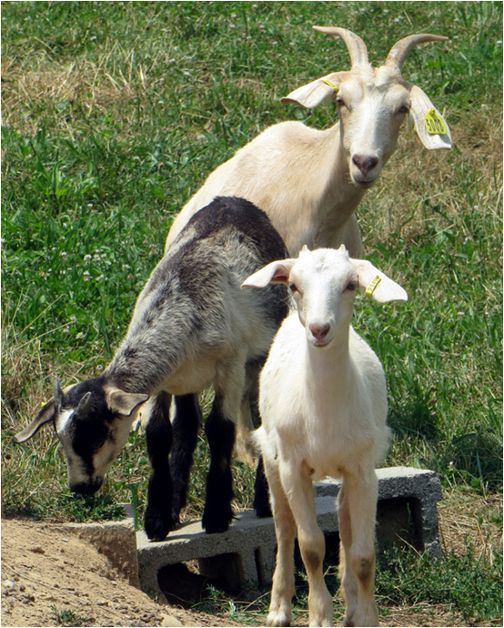 Shepherd's Notebook Kiko and Spanish Does Should be Preferred