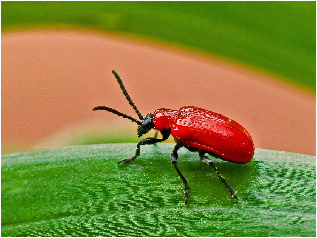 Basic Care Lily Flower Pests and Diseases