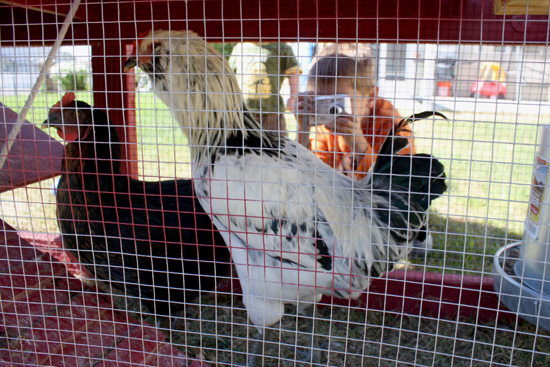 The Parsimonious Princess: How to Spot a Rooster in Your Backyard Flock