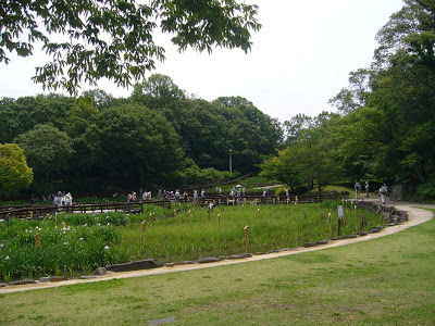 大阪府枚方市・山田池公園 花しょうぶ園