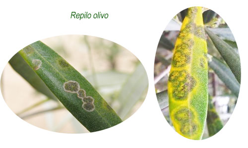 el rincón del jardín