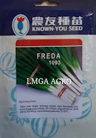 BUDIDAYA BAWANG DAUN, BAWANG DAUN, FREDA, LMGA AGRO