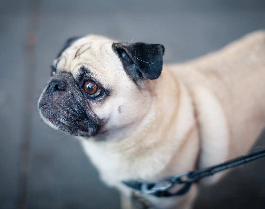 Top 12 Best Dog Breeds For Families in India & For Indian Climate