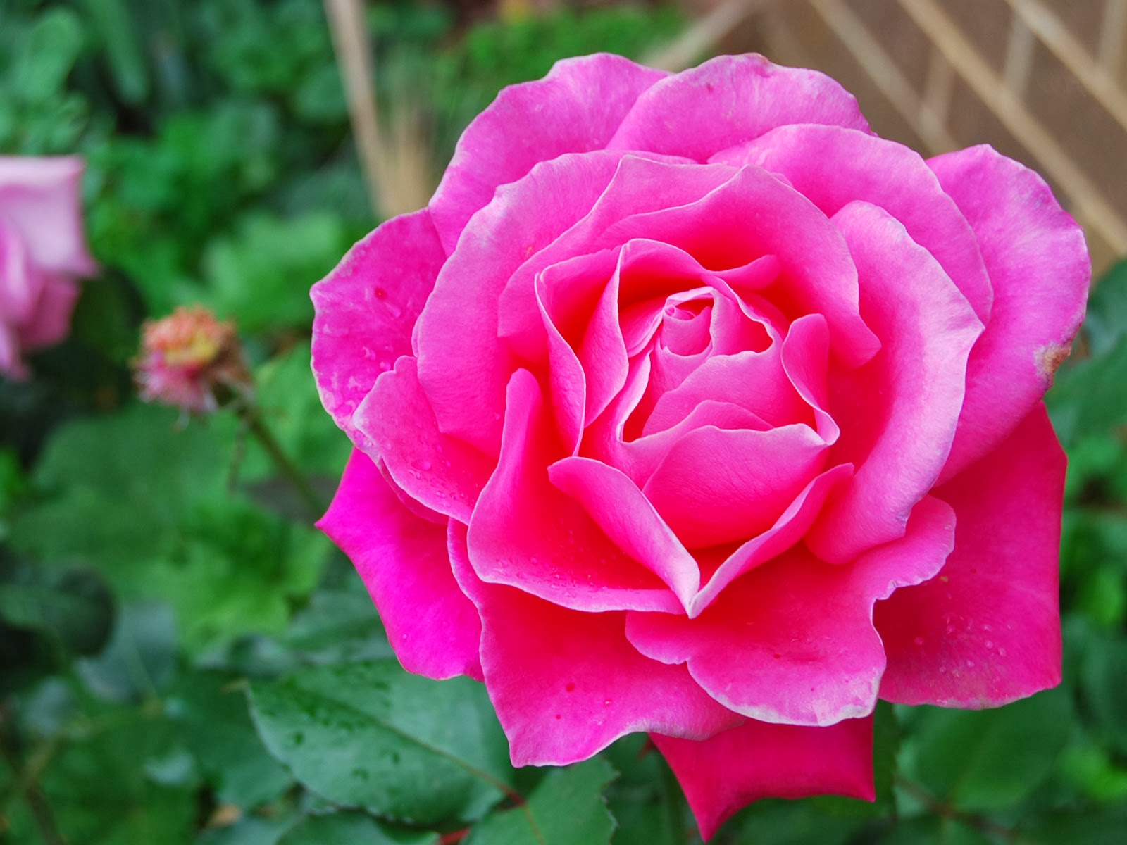Get Way Look Pink Rose Flower Photo