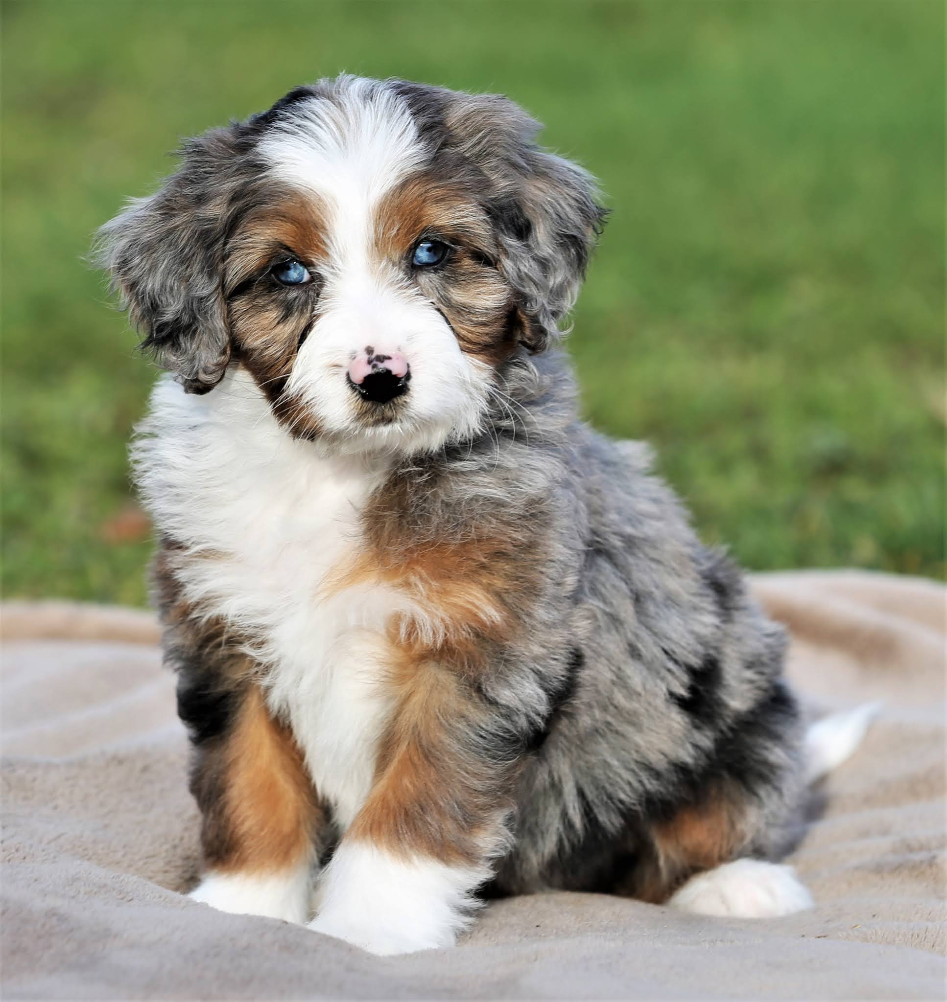 Aussiedoodles Australian Mountain Doodles