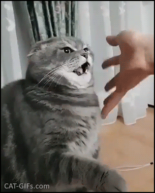 Amazing Cat GIF • Funny cat with mouth open gets hypnotized and mesmerized by human hand moves Amazing Cat GIF • Funny cat with mouth open gets hypnotized and mesmerized by human hand moves