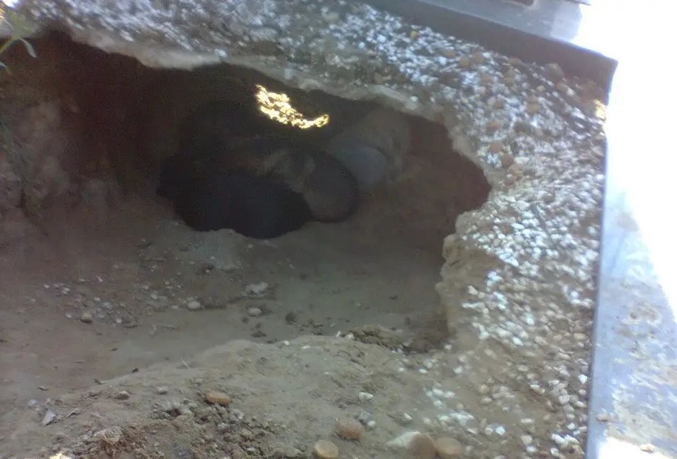 Dog refuses to leave owner’s grave days later, rescuers discover