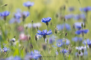 Naturfotografie Makrofotografie Lippeaue