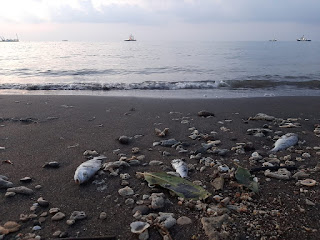 Banyak Ikan Mati Dipantai Mbayuran, Diduga Tercemar Limbah 3 WhatsApp%2BImage%2B2021 03 18%2Bat%2B20.46.59