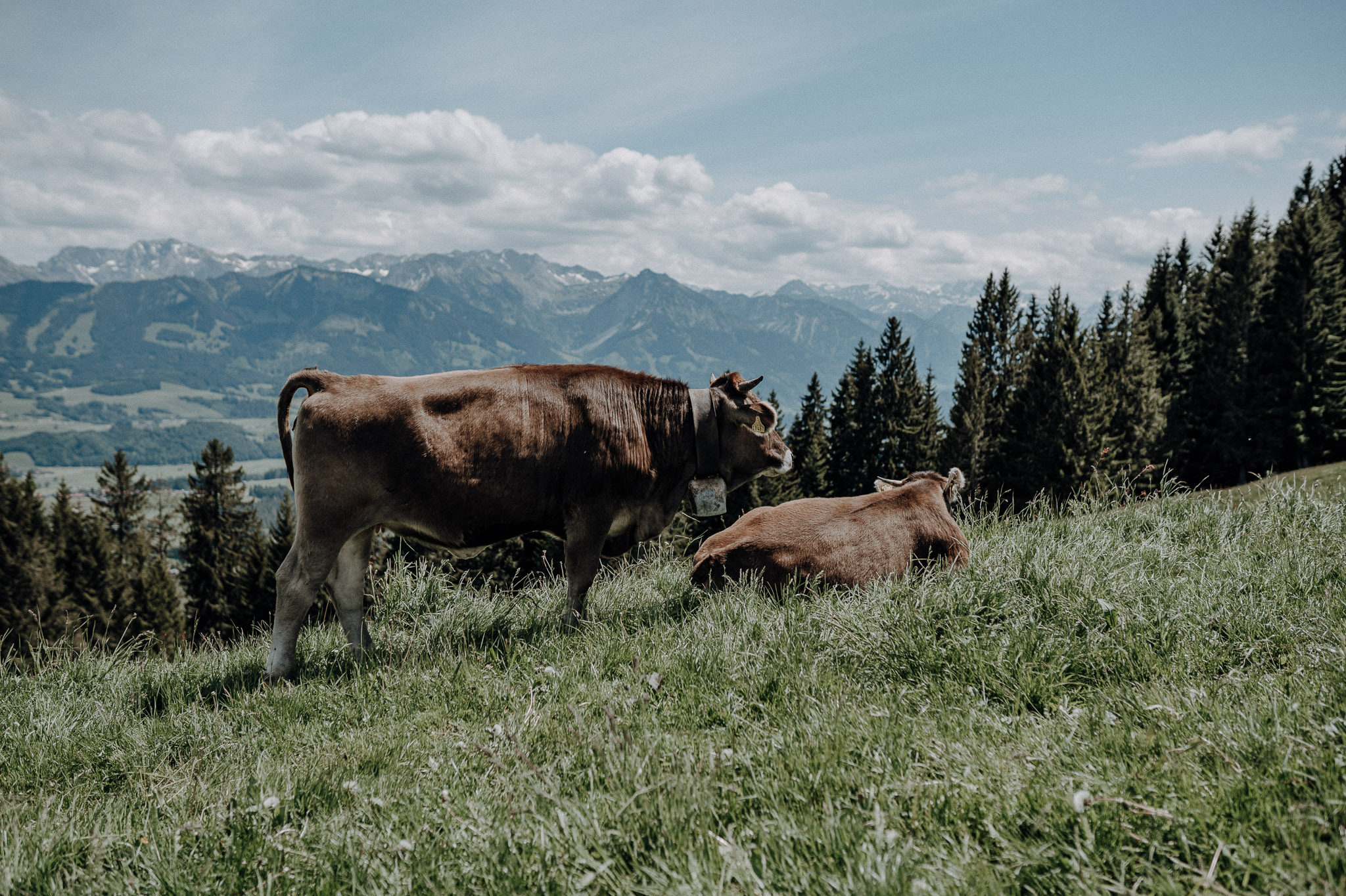 Wandern Nationalpark Bayerischer Wald Wanderung Bohmerwald