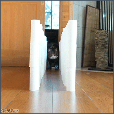Funny Cat GIF • Maru's dynamic walk... He's a little bit clumsy but so funny and cute [cat-gifs.com]