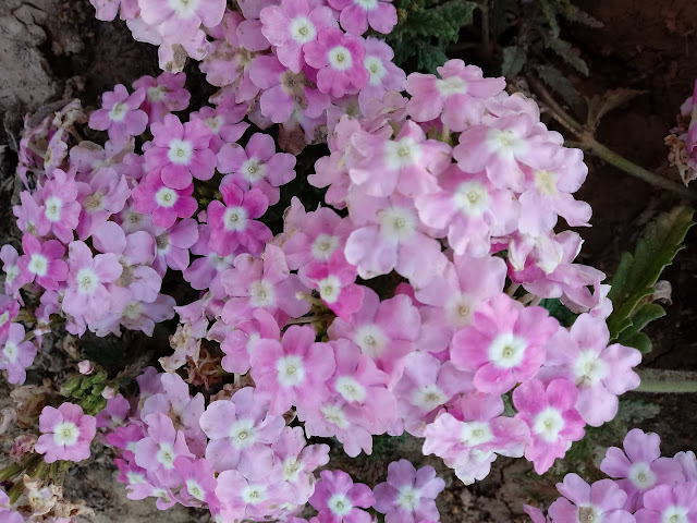 Planta de verbena con flores rosadas