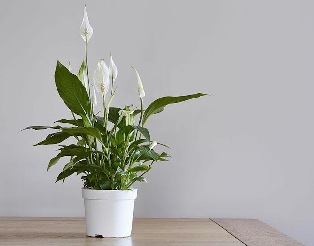 10 Recommended Indoor Ornamental Plants, Make Your Home Healthy and ...