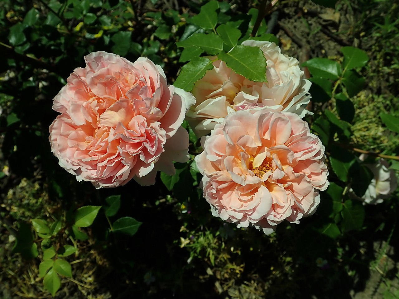 РОЗА Abraham Darby / Rosa 'Abraham Darby'