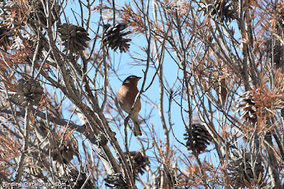 Pinsà comú (Fringilla coelebs)