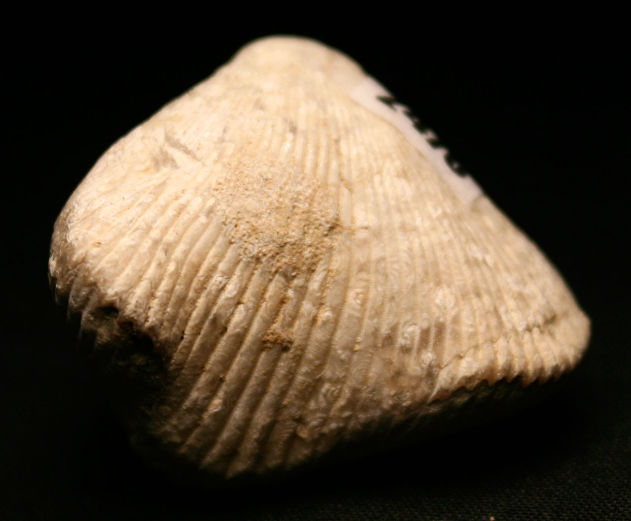 Louisville Fossils and Beyond Cyclothyris vespertilio Brachiopod Fossil