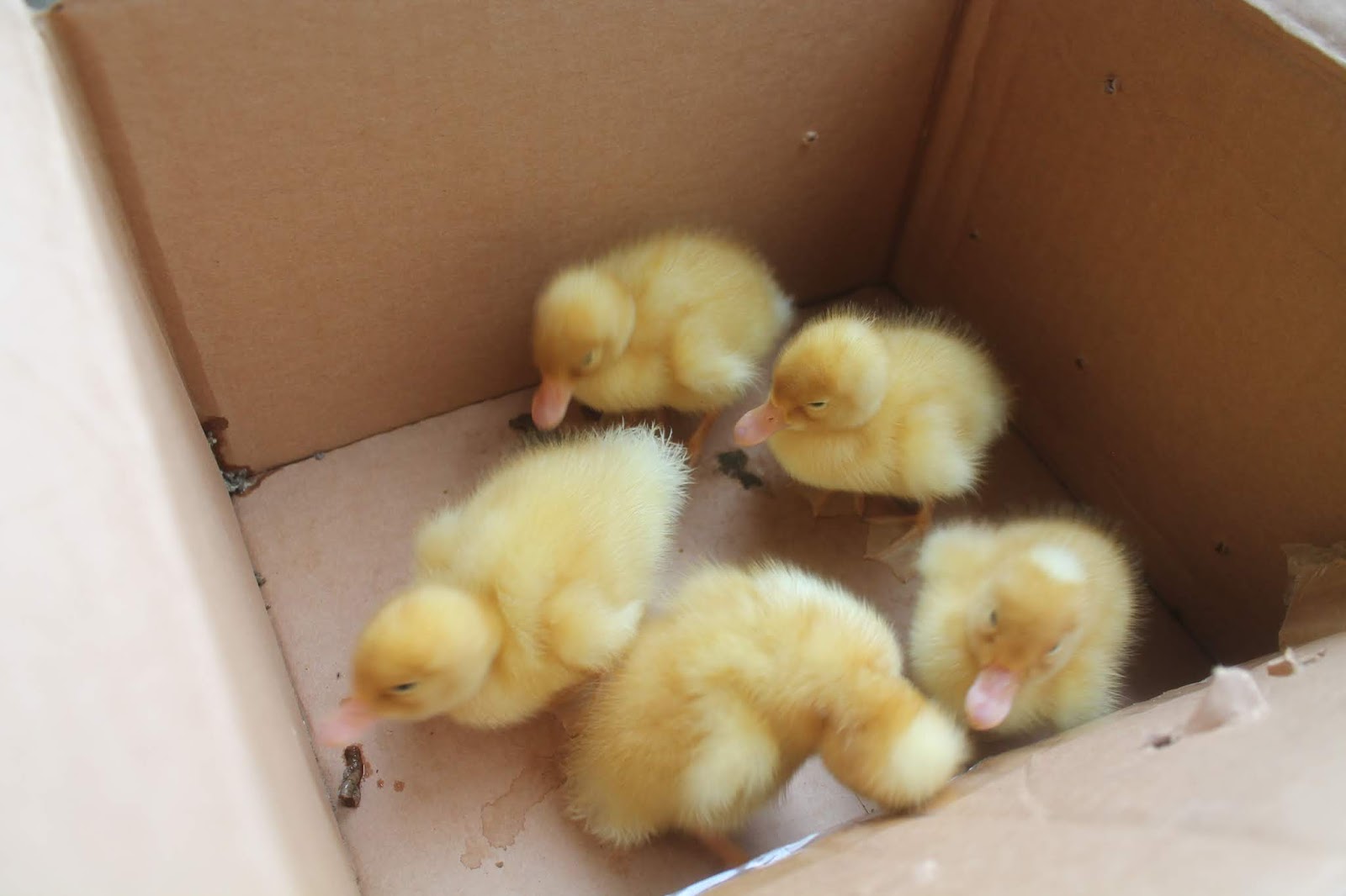 The baby ducks are here....