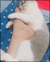 Funny Cat GIF • Sleepy affectionate cat hugging his human's foot. “Don't leave me, I need you.”