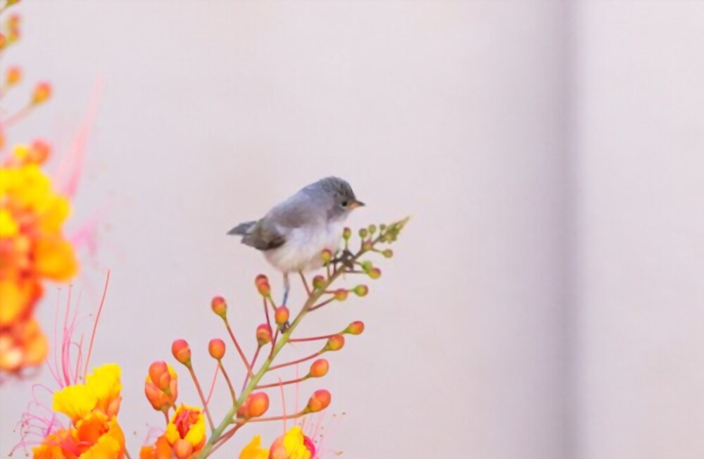 A verdin in its thicket