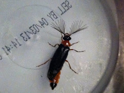 eyelash bug house centipede 4