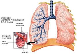 Intercambio de gases a nivel alveolar