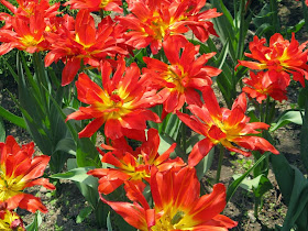 Royal Botanical Gardens red tulips by garden muses-not another Toronto gardening blog
