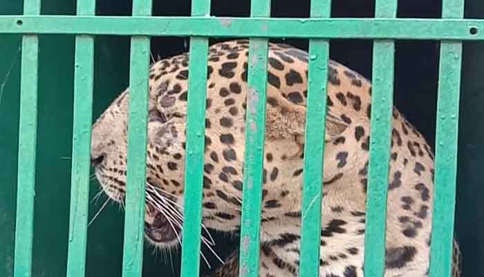 Leopards Need Tiger-Like Protection Programmes in India Increase in Tiger, Lion and Leopards population, The wildlife, The wildlife india blog,