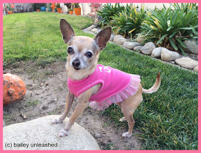 chihuahua bailey posing on a rock