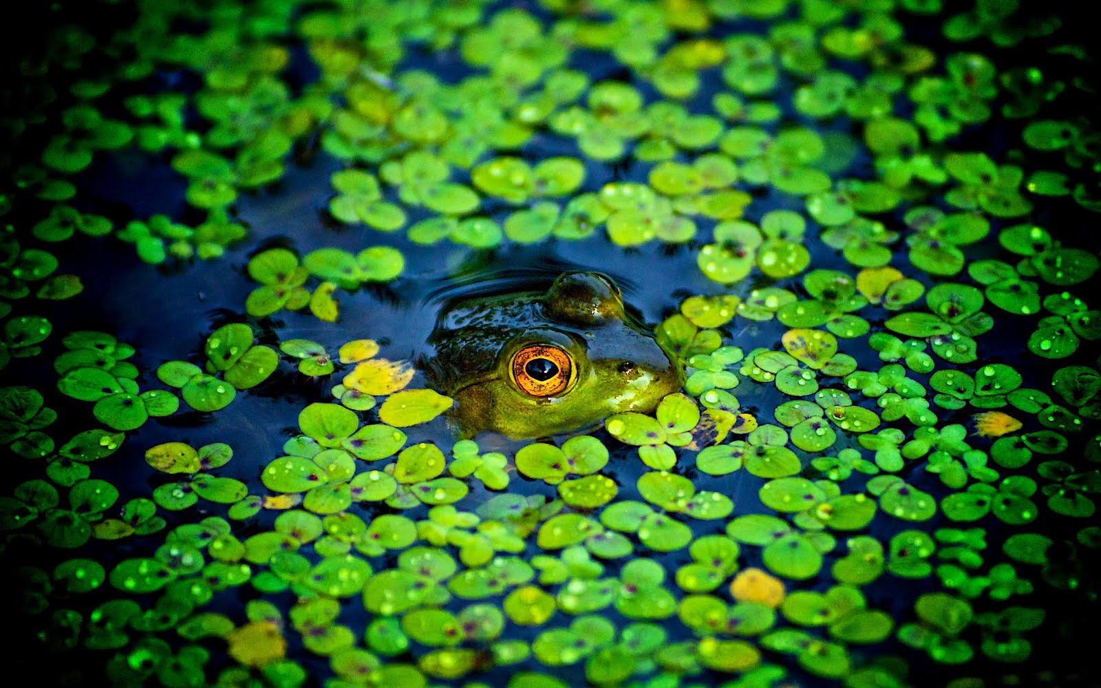 windows live wallpaper frog windows live wallpaper frog
