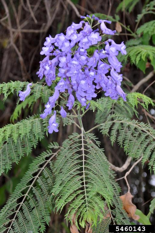 Meet A Tree Meet The "Jacaranda" Tree (jacaranda mimosifolia)