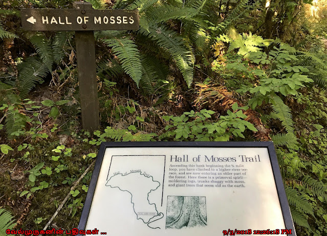 The Hall of Mosses Trail