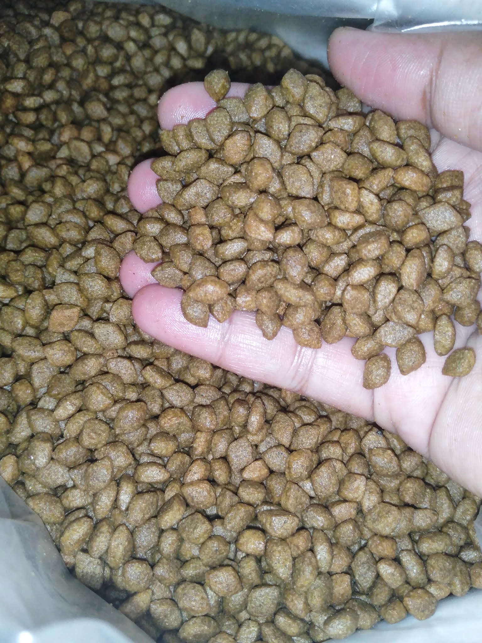 D'Zahara Cat Kibbles!