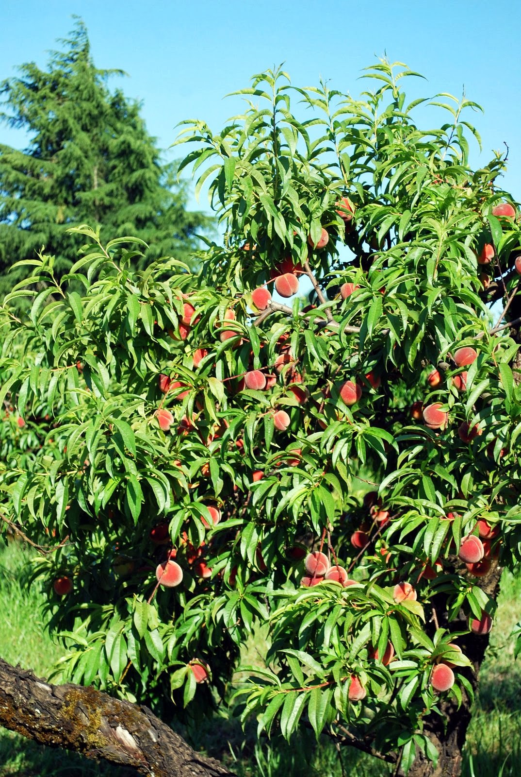 the farmer's wife Early Red Haven Peaches!