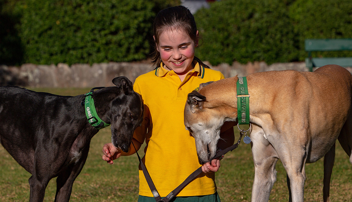 Meet Greyhound Rescue's youngest fundraiser Australian Dog Lover