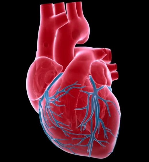 The Science of Running Faster MooMooMath and Science