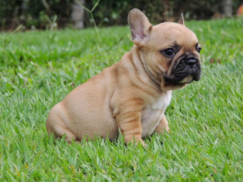 Todo Sobre Perros Bulldog francés