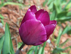 flowers tulip purple spring gardening