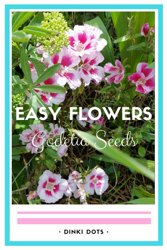 A Playful Stitch Garden Diaries 1 Godetia Little Frills