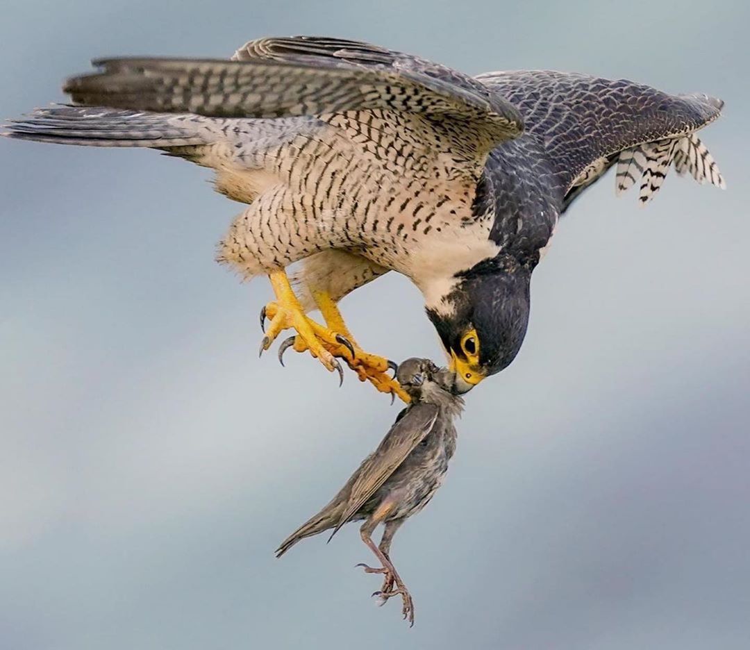 Использование клюва