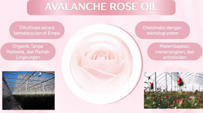 Avalanche Rose Oil