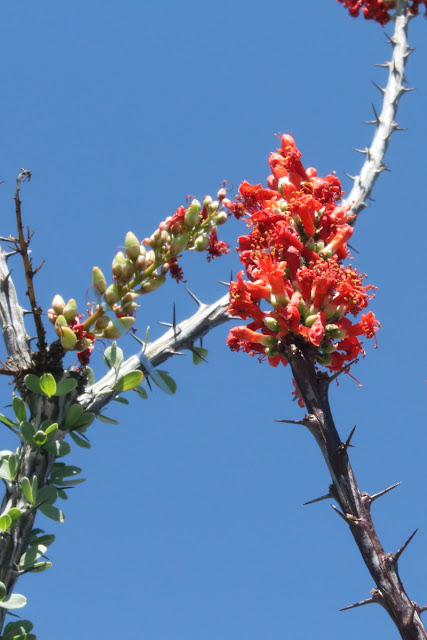 Fouquieria splendens: an image - Ocotillo Plant blossom and stem branches showing thorns