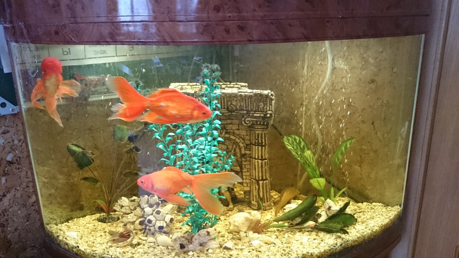 комета лимонная аквариумная рыбка. аквариумная золотая рыбка оранда. золотая рыбка веерохвост красный. уход и содержание золотая аквариумная. уход и содержание золотая аквариумная.