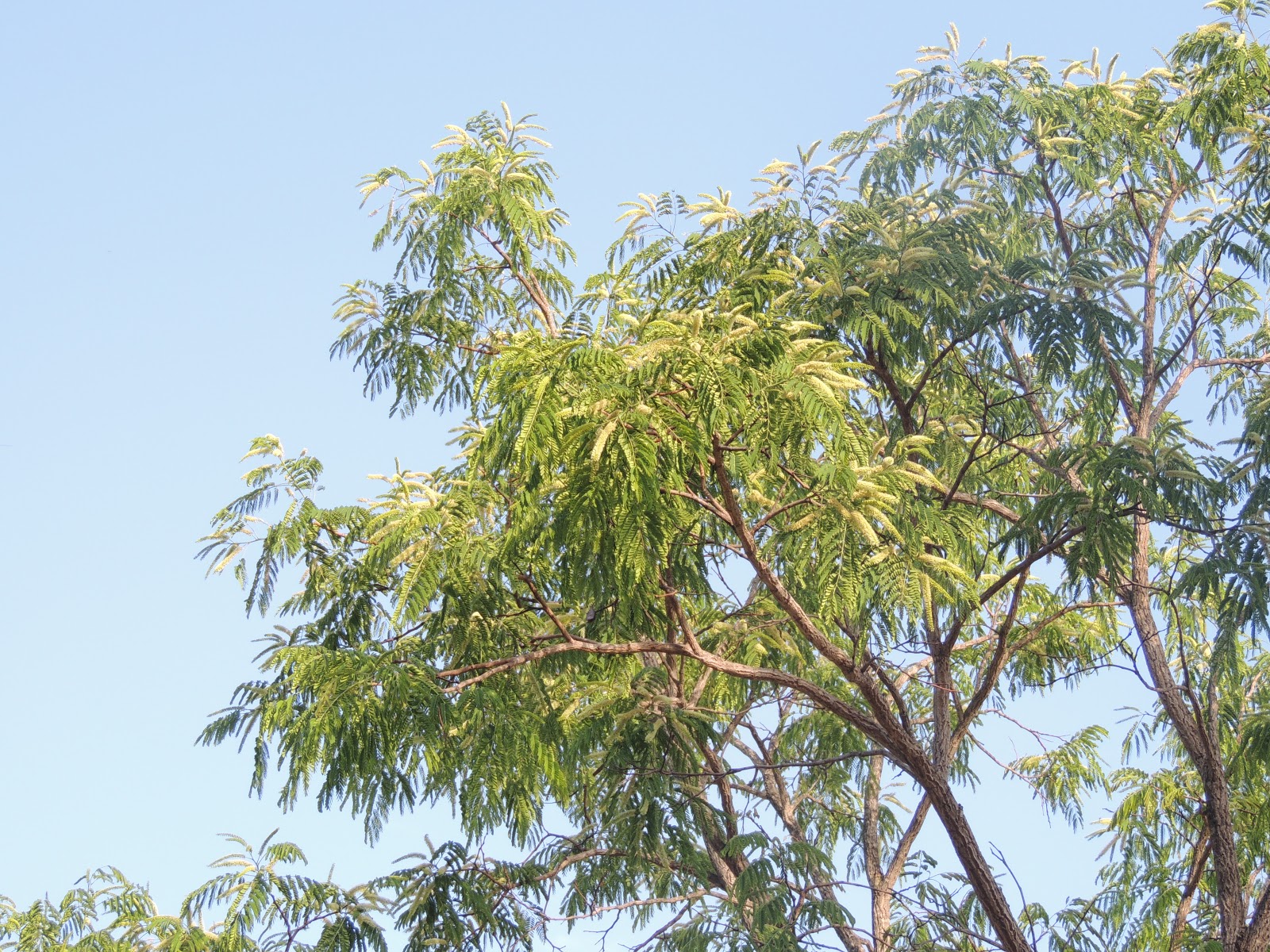 Fabaceae Leguminosae no Brasil Fabaceae Plathymenia reticulata