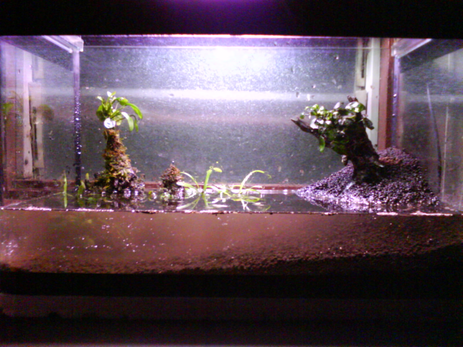 AquaBie New Planted Tank Setup (Mann)