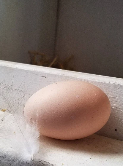egg and feather in chicken coop