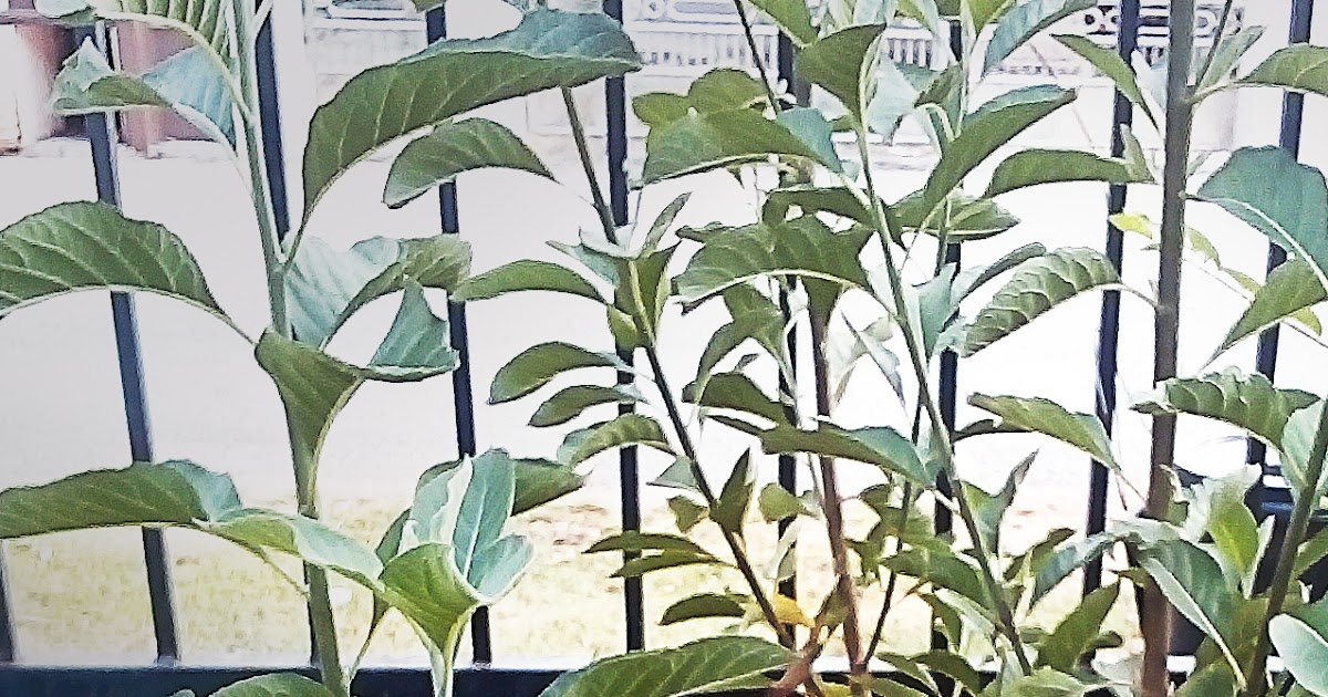 Pokok Sambung Nyawa Adalah Pokok Bismillah