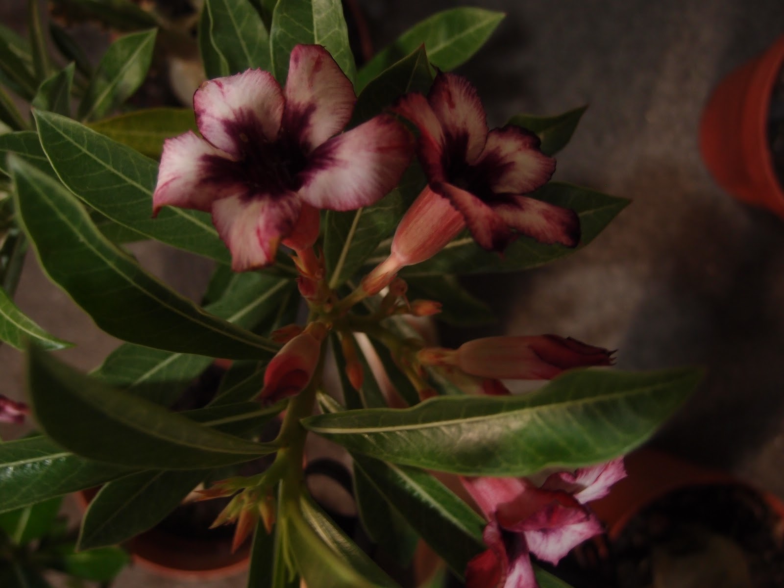 Xing Fu DIFFERENT TYPES OF PROSPERITY FLOWERS