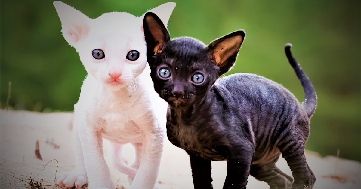 Cornish Rex price, breeds, description, personality, diseases and care.